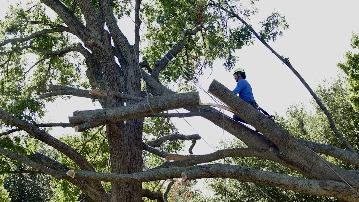 Professional Crown Thinning performed by certified arborists in Hertford
