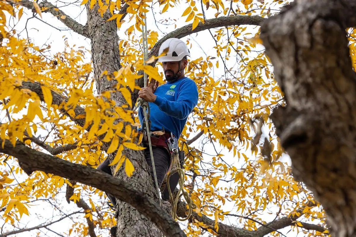 Skilled Tree Transplanting crew working in Hertford