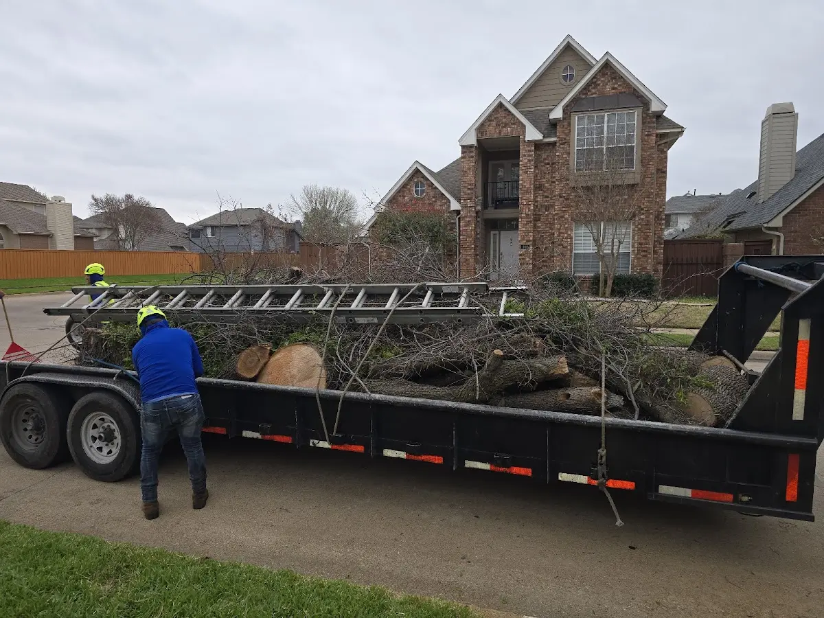 Expert Tree Pest Control with proper safety equipment in Hertford